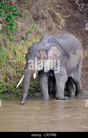 Female African bush elephant crosses grassy floodplain Stock Photo - Alamy