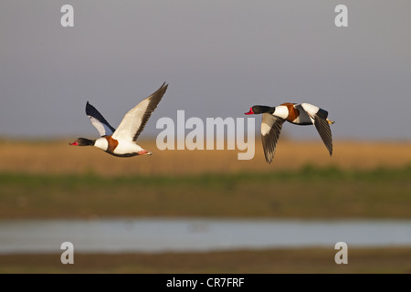 Shelduck Tadorna tadorna in flight at Cley Norfolk Stock Photo