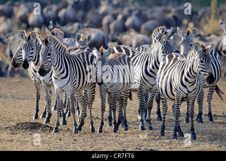Plains zebras, Burchell's zebras (Equus quagga), herd, Maasai Mara National Reserve, Kenya, East Africa, Africa Stock Photo