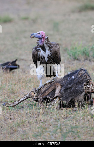 Lappet-faced vulture (Torgos tracheliotos), feeding on dead blue wildebeest (Connochaetes taurinus), carrion Stock Photo