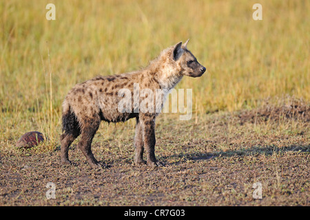 Spotted Hyena (Crocuta crocuta), cub standing in the early morning, Masai Mara, Kenya, Africa Stock Photo