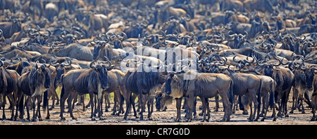 Great Migration, Blue Wildebeest (Connochaetes taurinus), gnus jostling on the shore of Mara River, Masai Mara, Kenya, Africa Stock Photo