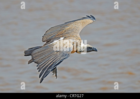 Rueppell's Vulture (Gyps rueppellii), adult bird in flight, gliding, Masai Mara, Kenya, Africa, Africa Stock Photo
