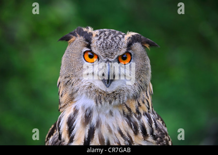 European Eagle Owl (Bubo bubo), portrait Stock Photo