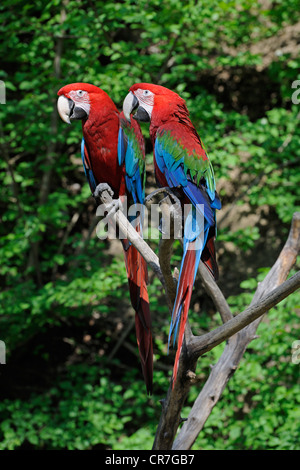 Red-and-green Macaw or Green-winged Macaw (Ara chloroptera), pair Stock Photo