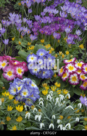 Spring Crocus Aconites Polyanthus and snowdrops in Garden Setting Norfolk March Stock Photo