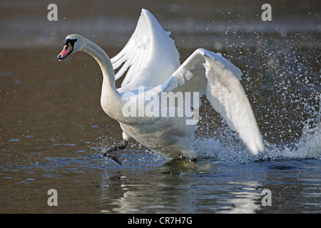 Mute swan (Cygnus olor), rising from the water Stock Photo