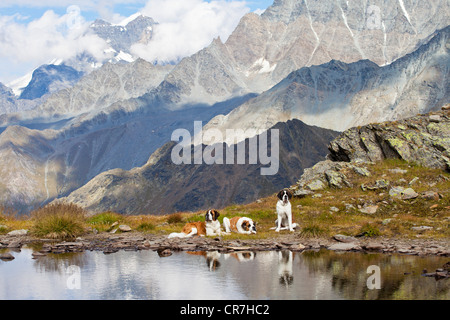 Three St. Bernard dogs of the Fondation Barry at a mountain lake, Great St. Bernard Pass, Valais, Switzerland, Europe Stock Photo