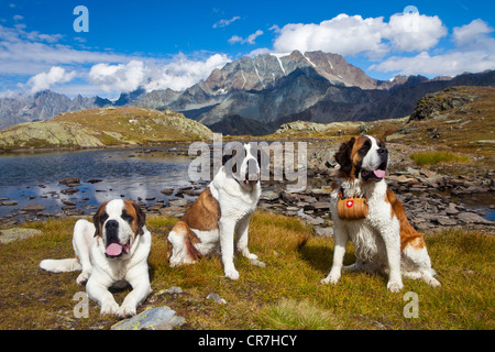 Three St. Bernard dogs of the Fondation Barry, one with a barrel, Great St. Bernard Pass, Valais, Switzerland, Europe Stock Photo