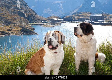 Two St. Bernard dogs of the Barry Foundation sitting on the grass, Great St. Bernard Pass, Valais, Switzerland, Europe Stock Photo