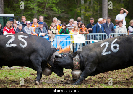 Eringer cows locking horns during a cow fight, tradition, heritage from the Valais, Switzerland, Europe Stock Photo