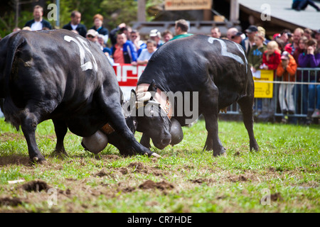 Eringer cows locking horns during a cow fight, tradition, heritage from the Valais, Switzerland, Europe Stock Photo