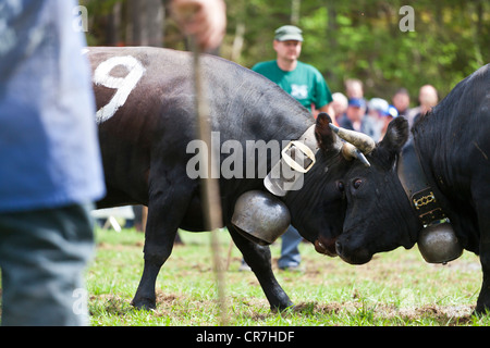 Eringer cows locking horns during a cow fight, tradition, heritage from the Valais, Switzerland, Europe Stock Photo