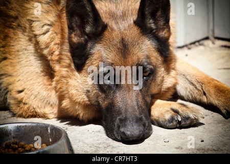 portrait of adult german shepard Stock Photo