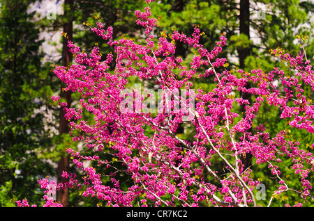 Western Redbud (Cercis occidentalis), Yosemite National Park, California USA Stock Photo