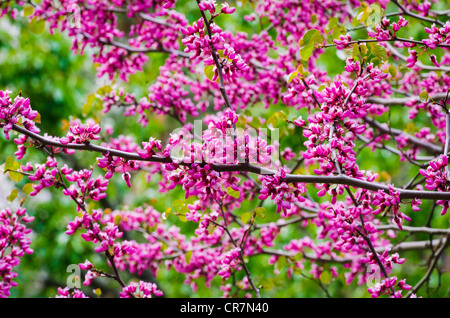 Western Redbud (Cercis occidentalis), Yosemite National Park, California USA Stock Photo