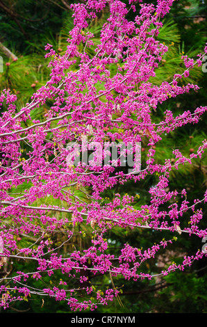 Western Redbud (Cercis occidentalis), Yosemite National Park, California USA Stock Photo