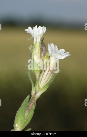NIGHT-FLOWERING CATCHFLY Silene noctiflora (Caryophyllaceae) Stock Photo