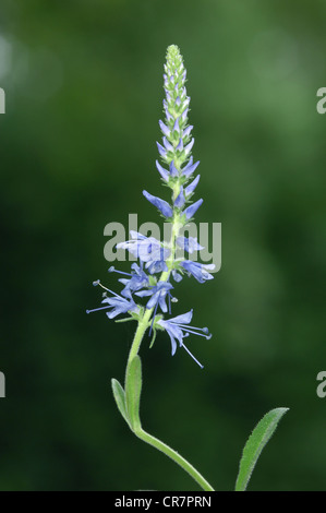 SPIKED SPEEDWELL Veronica spicata Stock Photo