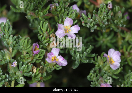 SEA-HEATH Frankenia laevis (Frankeniaceae) Stock Photo