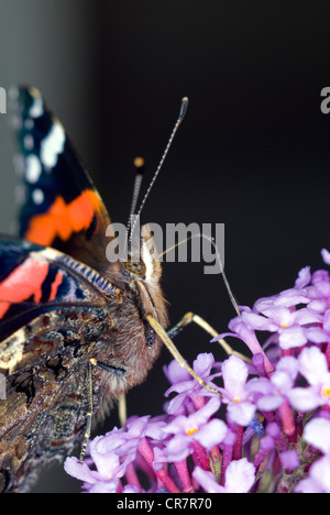 Red Admiral Butterfly on Buddleia. Stock Photo