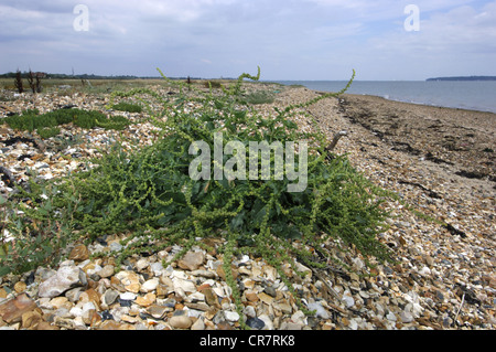 SEA BEET Beta vulgaris ssp maritima (Chenopodiaceae) Stock Photo