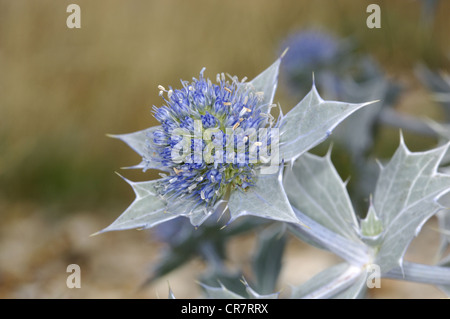 SEA-HOLLY Eryngium maritimum (Apiaceae) Stock Photo