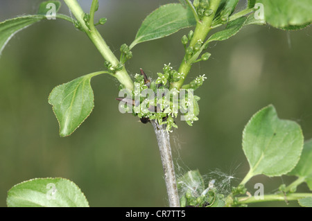 BUCKTHORN Rhamnus cathartica (Rhamnaceae) Stock Photo