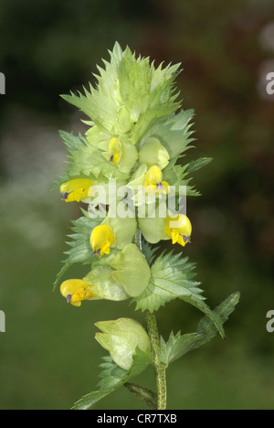 GREATER YELLOW-RATTLE Rhinanthus angustifolius (Scrophulariaceae) Stock Photo