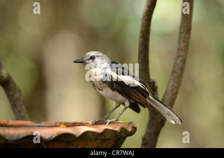 beautiful juvenile female oriental magpie-robin (Copsychus saularis) Stock Photo