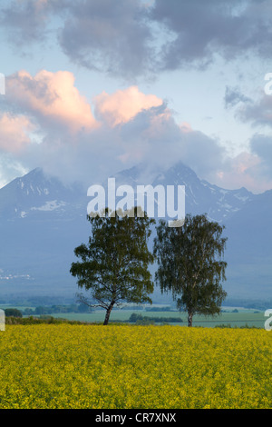 Two trees amongst a rapeseed field below cloud cover peaks of the high Tatra mountains in Slovakia Stock Photo