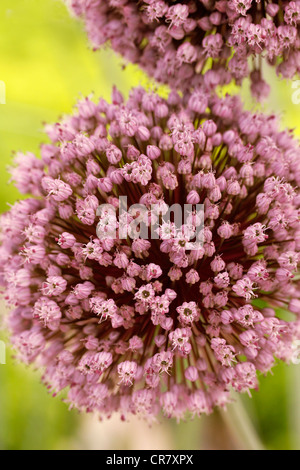 Giant allium. Allium giganteum. Garlic with big globe heads Stock Photo