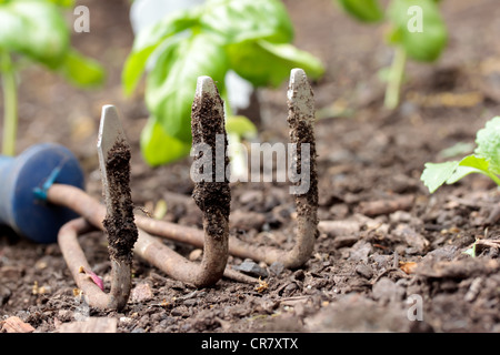 Garden Tools Stock Photo