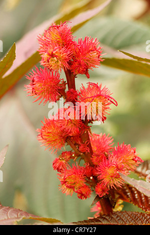 Ricin flowers Ricinus communis Castor oil Stock Photo