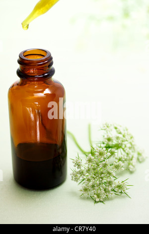 Herbal Extract in Dropper Bottle Stock Photo
