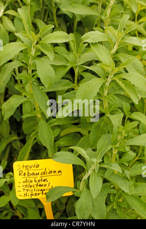 Sweet herb. Stevia rebaudiana. Greenhouse in Balaguer, Lleida, Catalonia, Spain Stock Photo