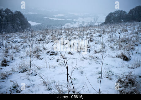 Ranmore Common in winter. Snow covered common and woodland Stock Photo