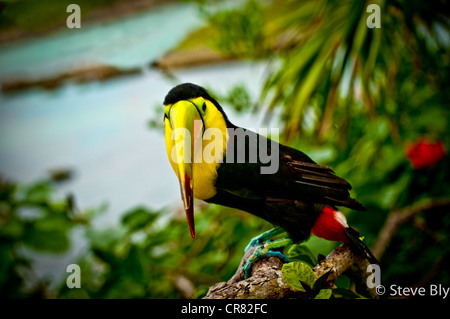 The Keel-Billed Toucan is a majestic site in the tropical forest of the riviera maya, Yucatan Penisula,Quintana Roo, Mexico Stock Photo