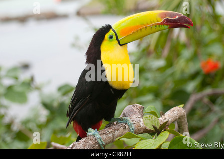 The Keel-Billed Toucan bird is perched on a tropical tree in the Yucatan Penisula, Riviera Maya, Quintana Roo, Mexico Stock Photo