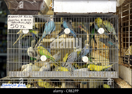 Budgerigar cages for deals sale