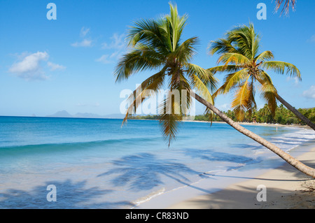 France, Martinique (French West Indies), Sainte Anne beach, blond sand and palm trees Stock Photo