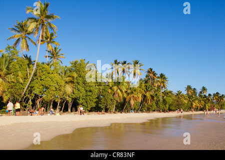 France, Martinique (French West Indies), Sainte Anne beach, blond sand and palm trees Stock Photo