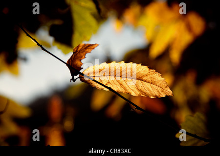 Sweet Chestnut or Marron (Castanea sativa), autumnal leaf, backlit Stock Photo