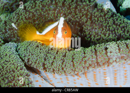 Orange anemonefish, Amphiprion sandaracinos, Bunaken Marine Park, Sulawesi, Indonesia, Pacific Stock Photo