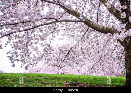 A Prunus xyedoensis 'Afterglow', aka Yoshino cherry tree. Stock Photo