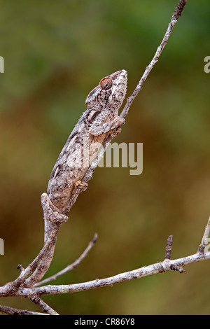 Warty Chameleon (Furcifer verrucosus), adult, foraging, Madagascar, Africa Stock Photo