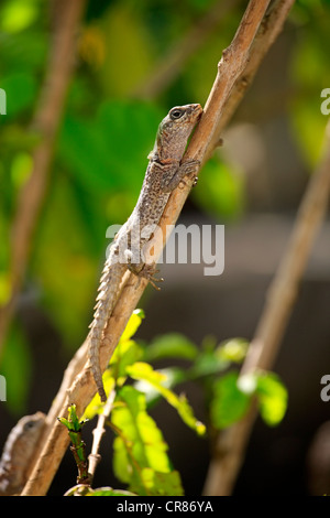 Dumeril's Madagascar Swift (Oplurus quadrimaculatus), adult and juvenile, Madagascar, Africa Stock Photo