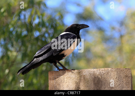 Pied Crow (Corvus albus), adult perched on a lookout, Berenty Reserve, Madagascar, Africa Stock Photo