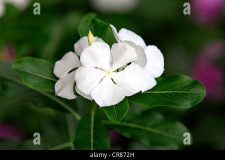 Madagascar Periwinkle (Catharanthus roseus), white flowers, medicinal plant, Berenty Reserve, Madagascar, Africa Stock Photo