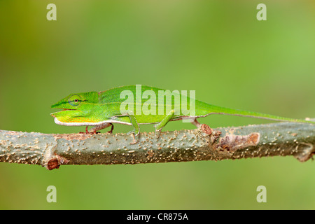 Short-nosed Chameleon (Calumma gastrotaenia), female, foraging, Perinet Reserve, Madagascar, Africa Stock Photo